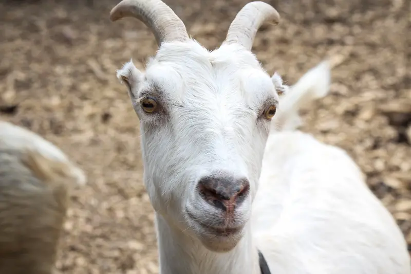 White Farm Goat